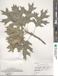 Quercus shumardii image