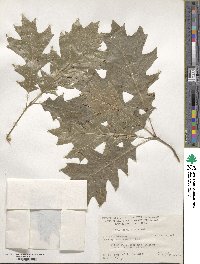 Quercus shumardii image