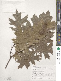 Quercus shumardii image