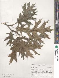 Quercus shumardii image