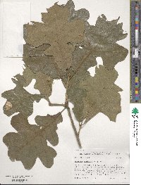 Quercus shumardii image