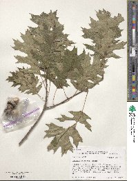 Quercus shumardii image