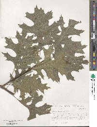 Quercus shumardii image