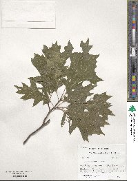 Quercus shumardii image