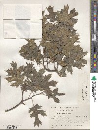 Quercus shumardii image