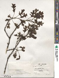 Quercus shumardii image