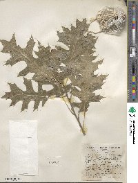 Quercus shumardii image