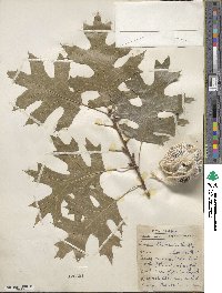 Quercus shumardii image