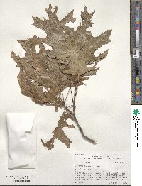 Quercus shumardii image