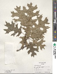 Quercus shumardii image