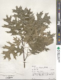 Quercus shumardii image