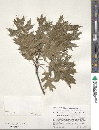 Quercus shumardii image