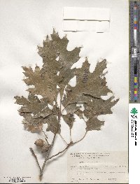 Quercus shumardii image