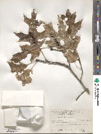 Quercus shumardii image