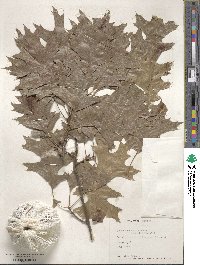 Quercus shumardii image