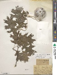 Quercus shumardii image