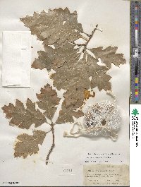 Quercus shumardii image