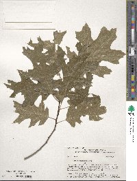 Quercus shumardii image