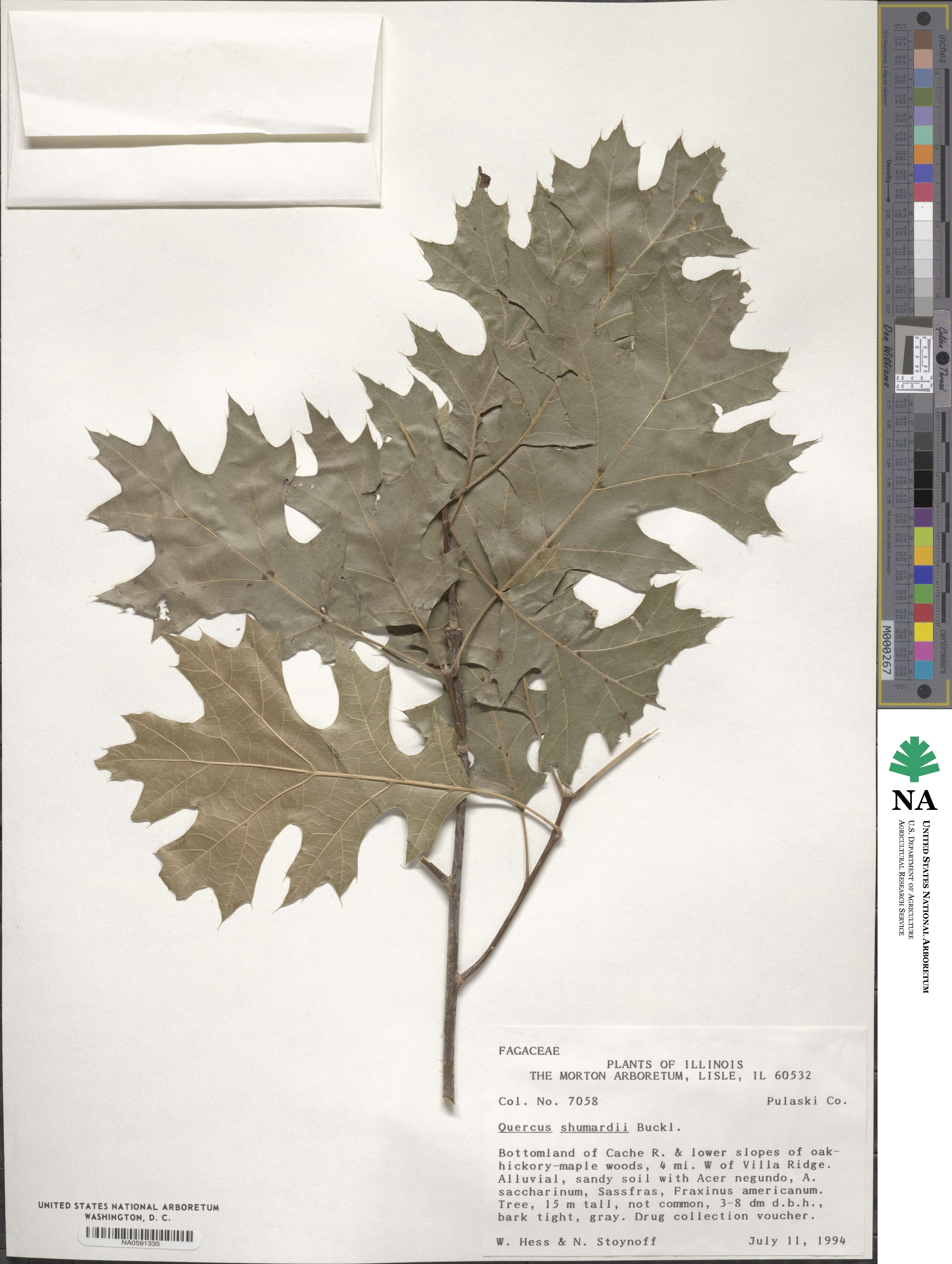 Quercus shumardii image