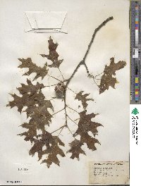 Quercus shumardii image