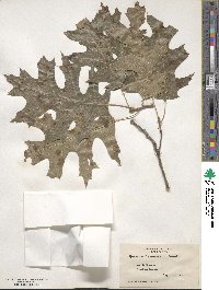 Quercus shumardii image