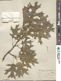 Quercus shumardii image