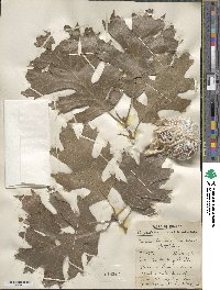 Quercus shumardii image