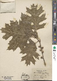 Quercus shumardii image