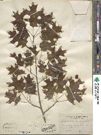 Quercus shumardii image