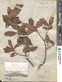 Quercus sinuata var. breviloba image