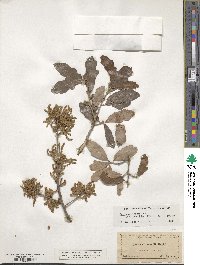 Quercus sinuata var. breviloba image