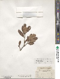 Quercus sinuata var. breviloba image