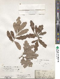 Quercus sinuata var. breviloba image