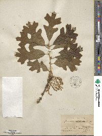 Quercus stellata image