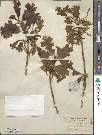 Quercus stellata image