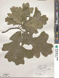 Quercus stellata image