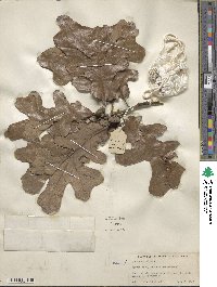 Quercus stellata image
