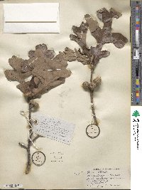 Quercus stellata image