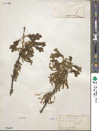 Quercus stellata image