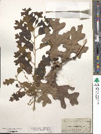 Quercus stellata image