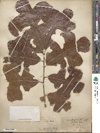 Quercus stellata image