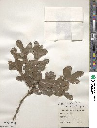 Quercus stellata image