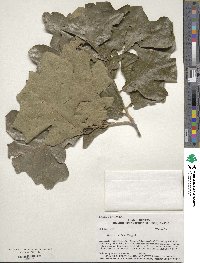 Quercus stellata image