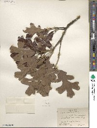 Quercus stellata image