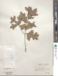 Quercus stellata image
