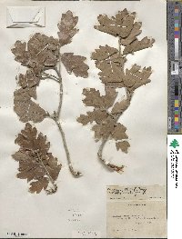 Quercus stellata image