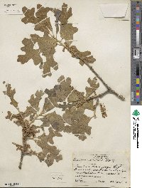 Quercus stellata image