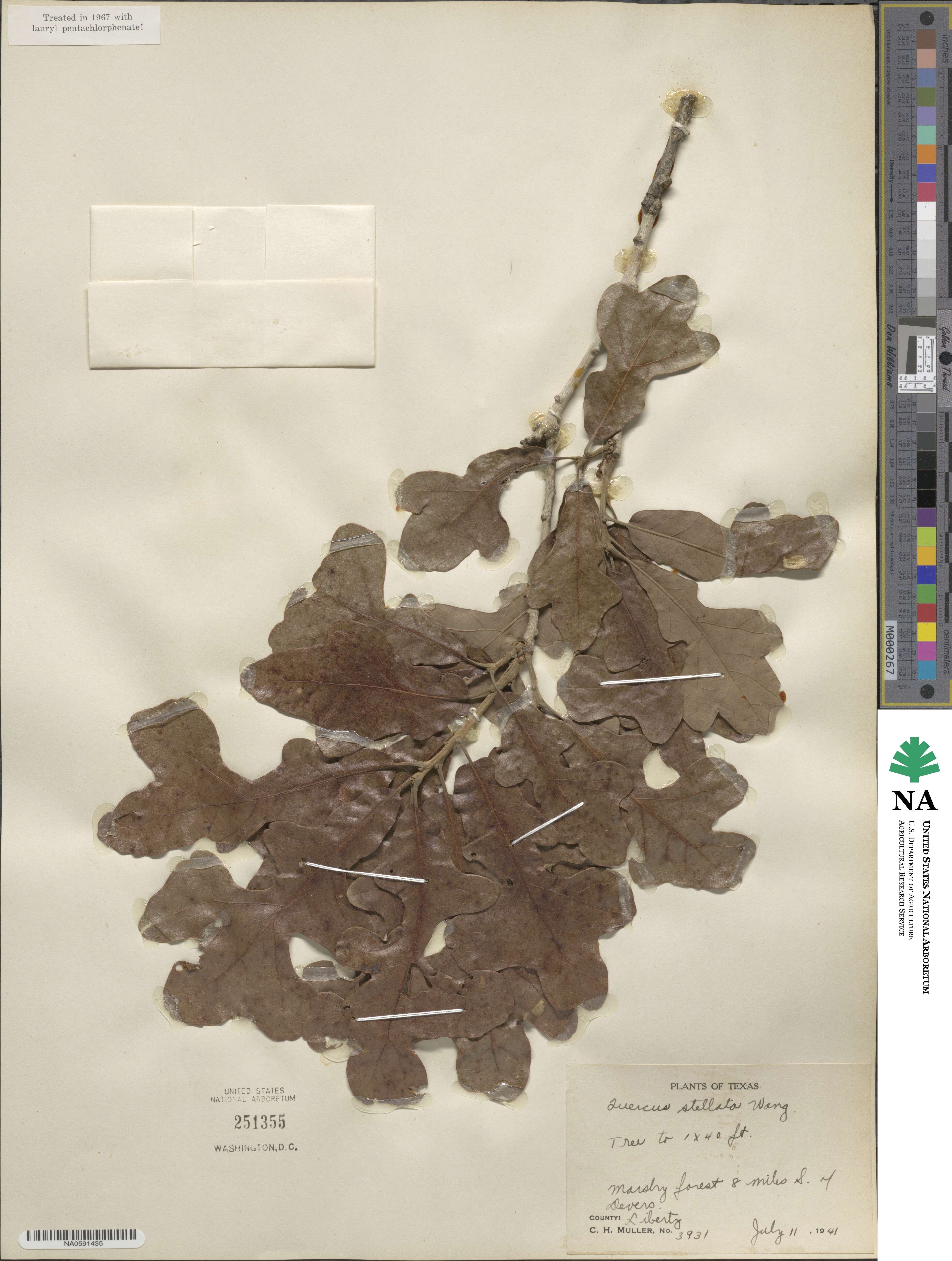 Quercus stellata image