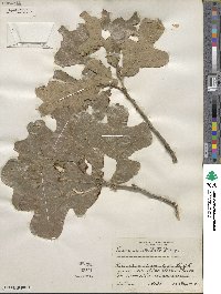 Quercus stellata image