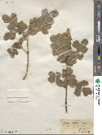 Quercus stellata image